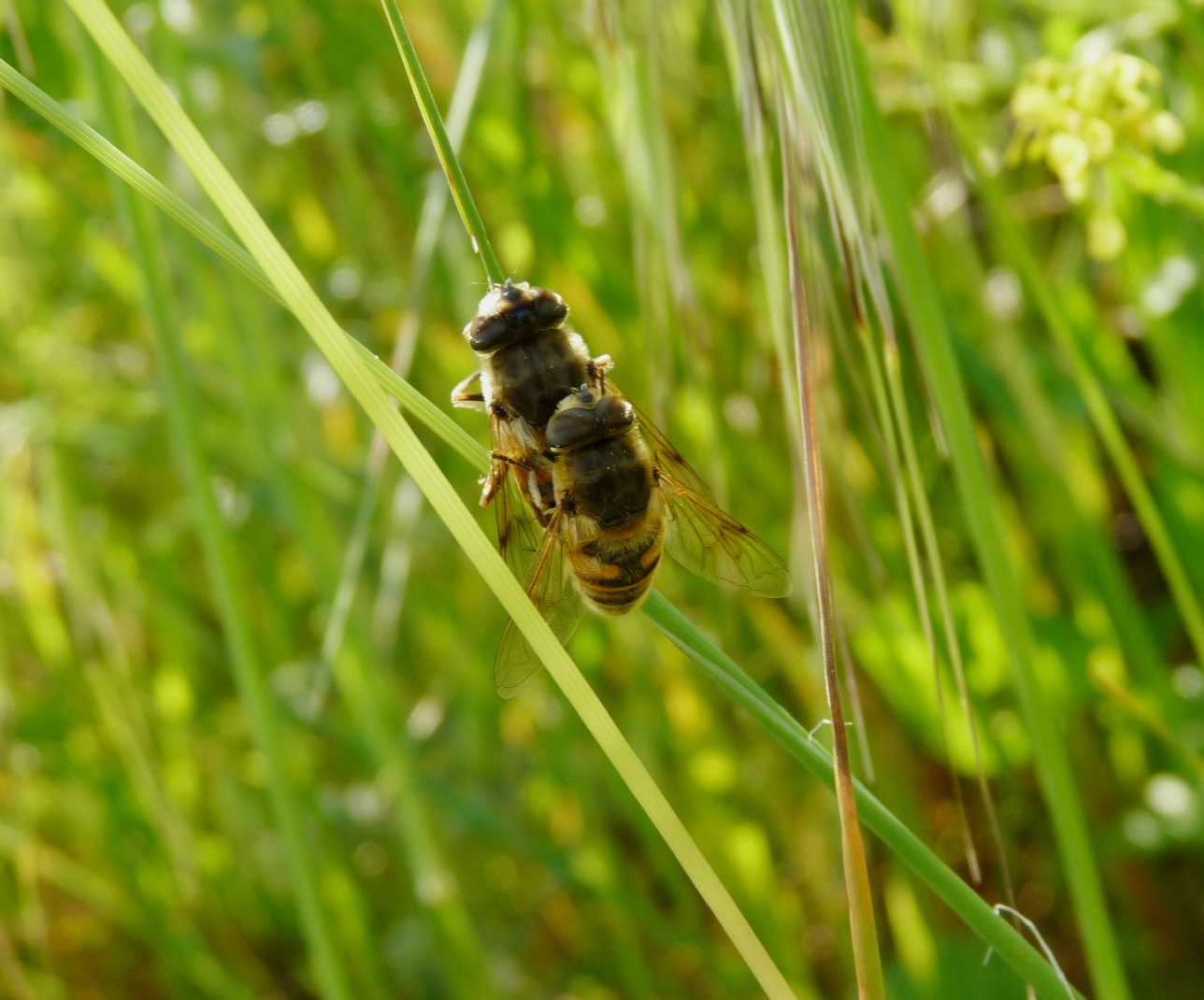 Accoppiamento di Eristalis tenax. (Syrphidae)